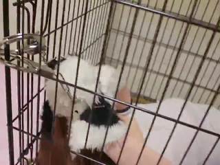 Kigurumi anjing di kurungan seks mengikat tubuh dan breathplay: gratis xxx film 65